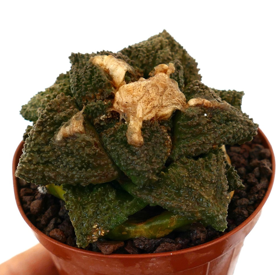 Ariocarpus cv. GODZILLA x HINTONI raro cactus succulento dalla texture unica con foglie tubercolate verde scuro