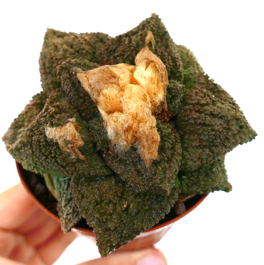 Ariocarpus cv. GODZILLA x HINTONI rare succulent cactus with textured dark green tubercles and dried center