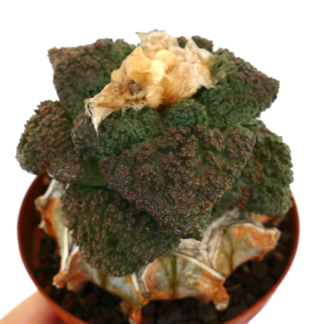 Ariocarpus cv. GODZILLA, rare cactus succulent texturé avec des feuilles vert foncé bosselées et un centre laineux