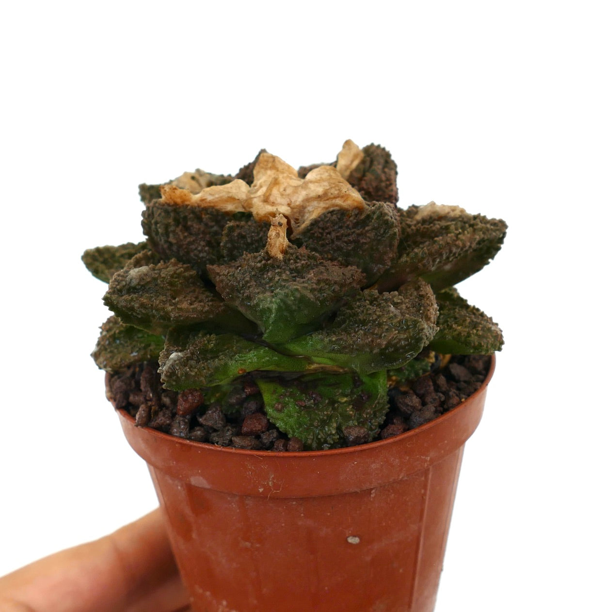 Ariocarpus cv. SUPER GODZILLA x HINTONI raro cactus succulento texturizzato con tubercoli verde scuro in vaso piccolo