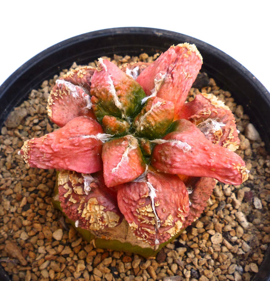 Ariocarpus cv GODZILLA PINK in a black pot, displaying large pink tubercles with wrinkled textures and yellowish calloused edges, growing over a grafted green base above gravel substrate.