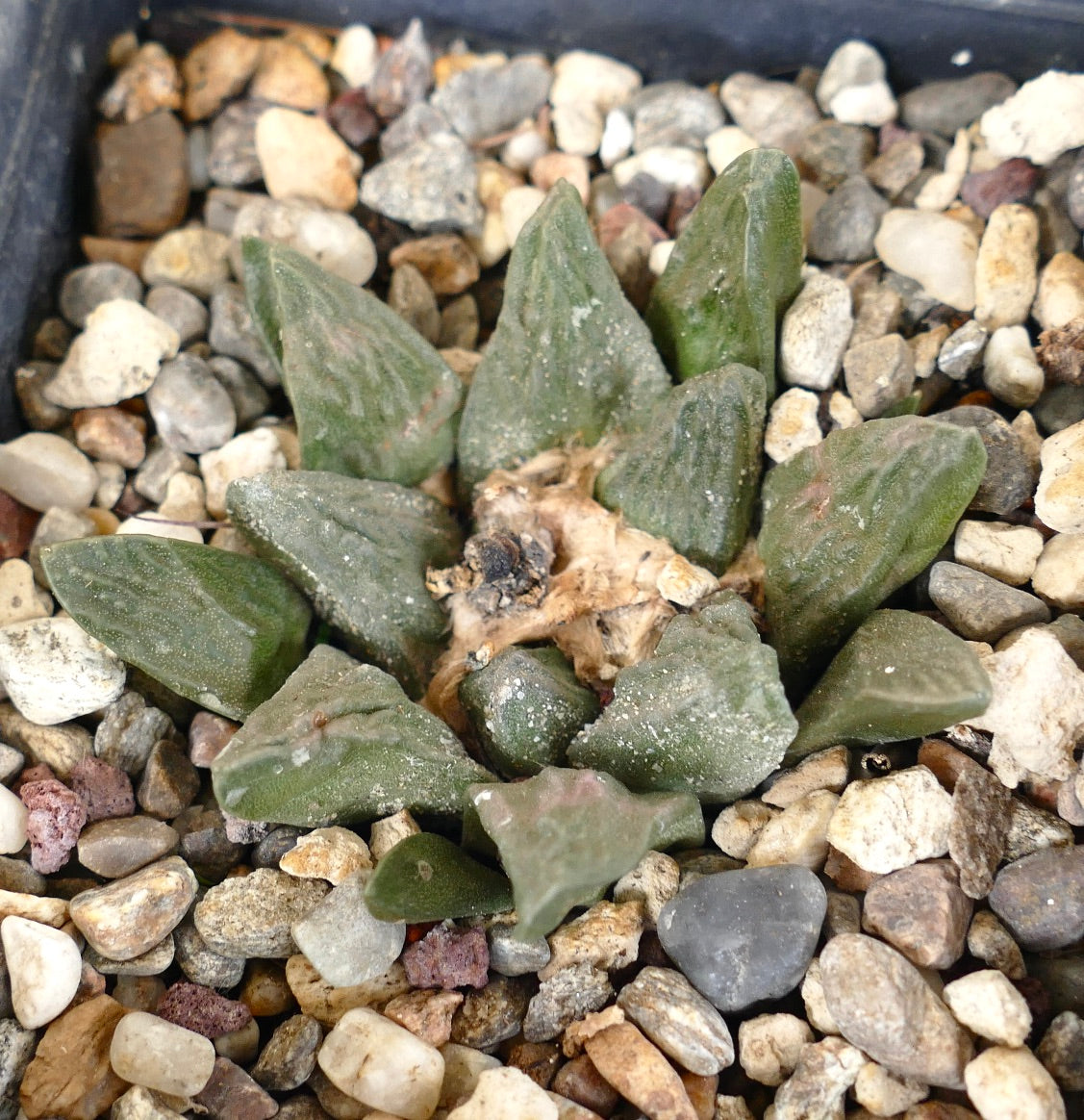 Ariocarpus fissuartus X scaphirostris succulent cactus with thick, triangular green tubercles and textured surface