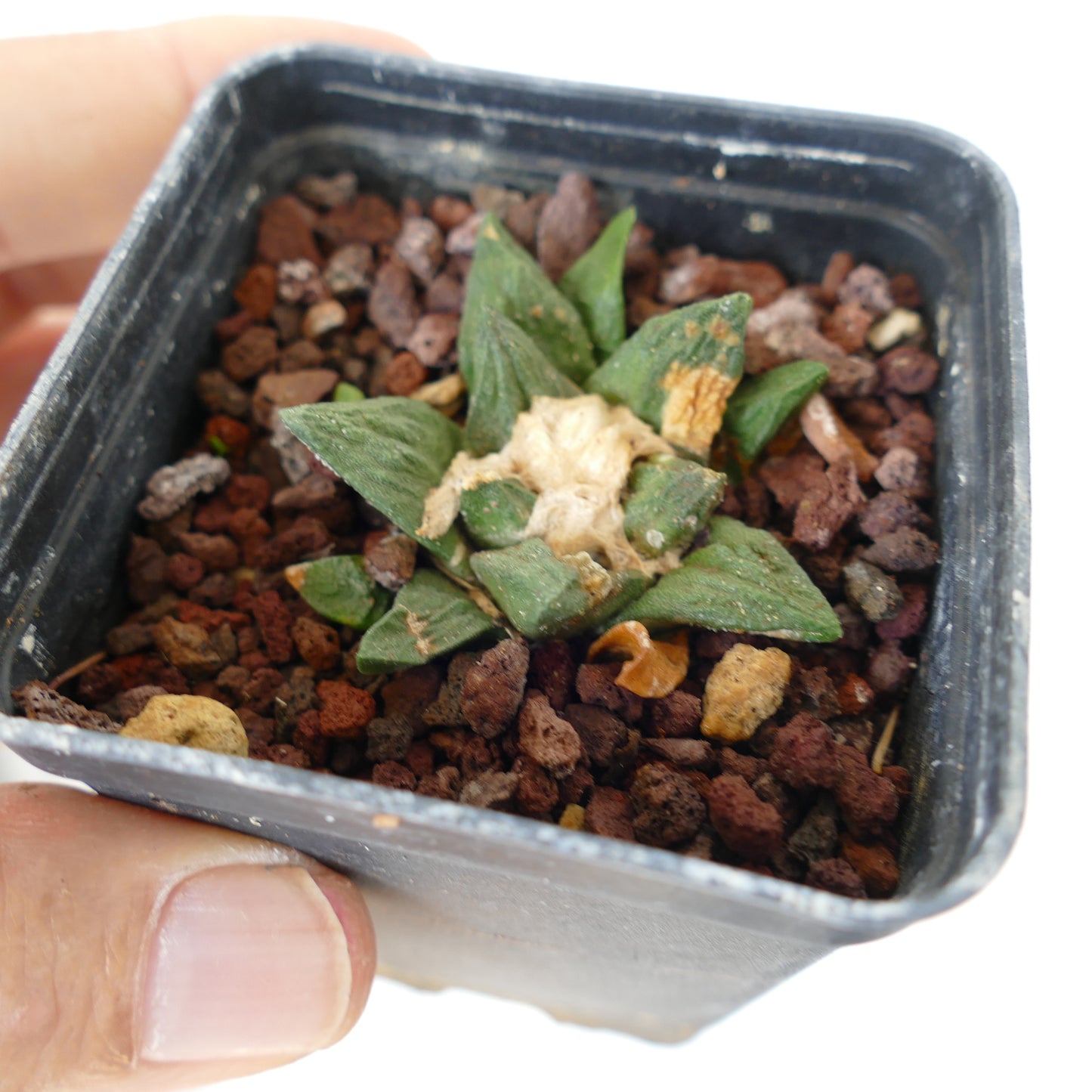 Ariocarpus fissuartus X scaphirostris raro pequeño cactus suculento con hojas verdes texturizadas y centro lanoso