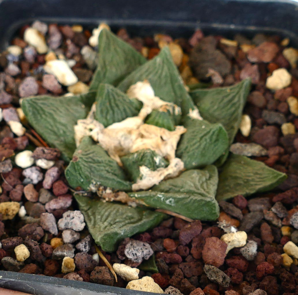 Ariocarpus fissuratus x Ariocarpus retusus seltener Sukkulenten-Kaktus mit strukturierten grünen Blättern und wolligem Zentrum