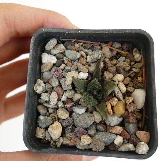 Ariocarpus fissuratus pequeño cactus suculento verde oscuro con hojas triangulares texturizadas en maceta