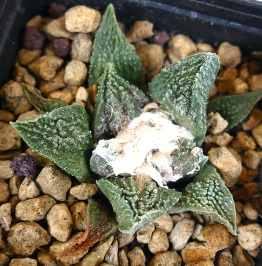 Ariocarpus fissuratus cv GODZILLA raro cactus suculento con hojas triangulares verdes texturizadas y centro blanco lanoso