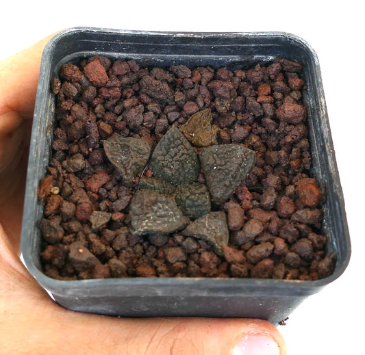 Ariocarpus fissuratus cv GODZILLA raro cactus suculento con tubérculos triangulares texturizados de color verde oscuro