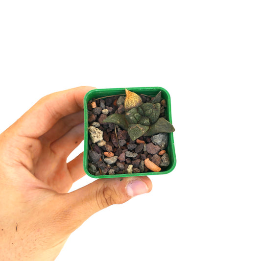 Ariocarpus fissuratus cv GODZILLA pequeño cactus suculento con hojas triangulares texturizadas en maceta