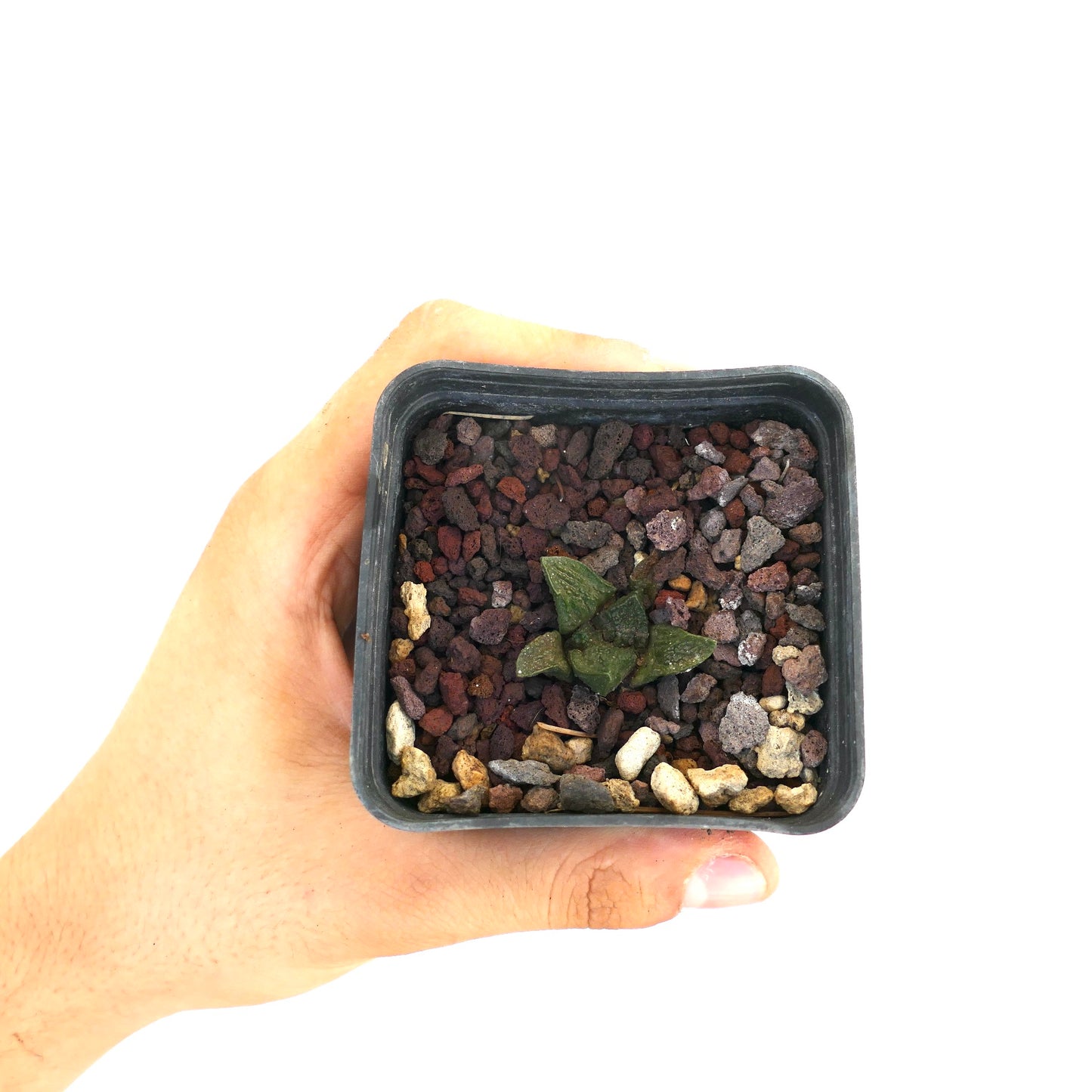 Ariocarpus fissuratus cv GODZILLA pequeño raro cactus suculento con hojas verdes texturizadas en maceta