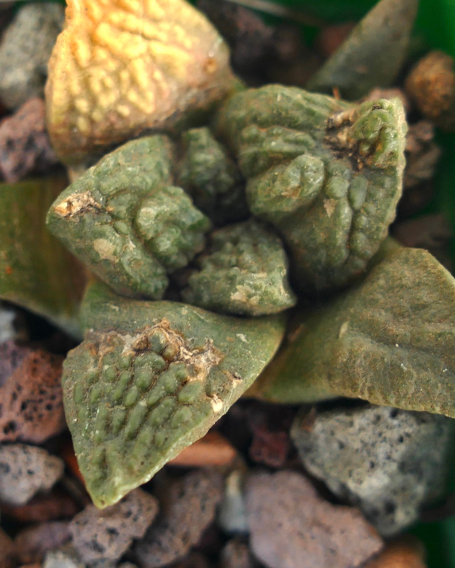 Ariocarpus fissuratus cv GODZILLA raro cactus suculento con tubérculos triangulares texturizados