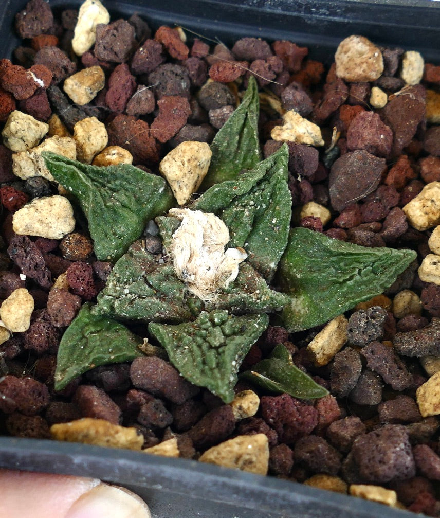 Ariocarpus fissuratus cv SUPER GODZILLA pequeño cactus suculento texturizado con hojas verdes triangulares