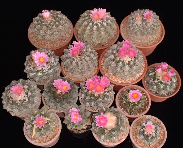 Ariocarpus fissuratus var. fissuratus succulent cactus with pink flowers in small pots