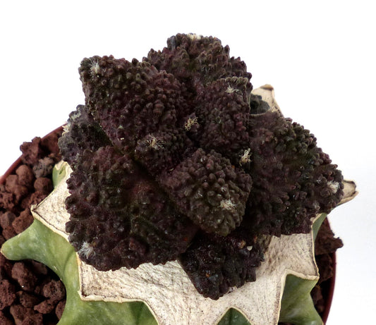 Ariocarpus cv DARK GODZILLA succulent cactus with dark textured tubercles and woolly areoles