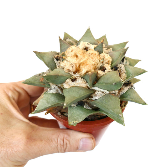 Ariocarpus retusus succulent cactus with thick triangular leaves and woolly center in small pot