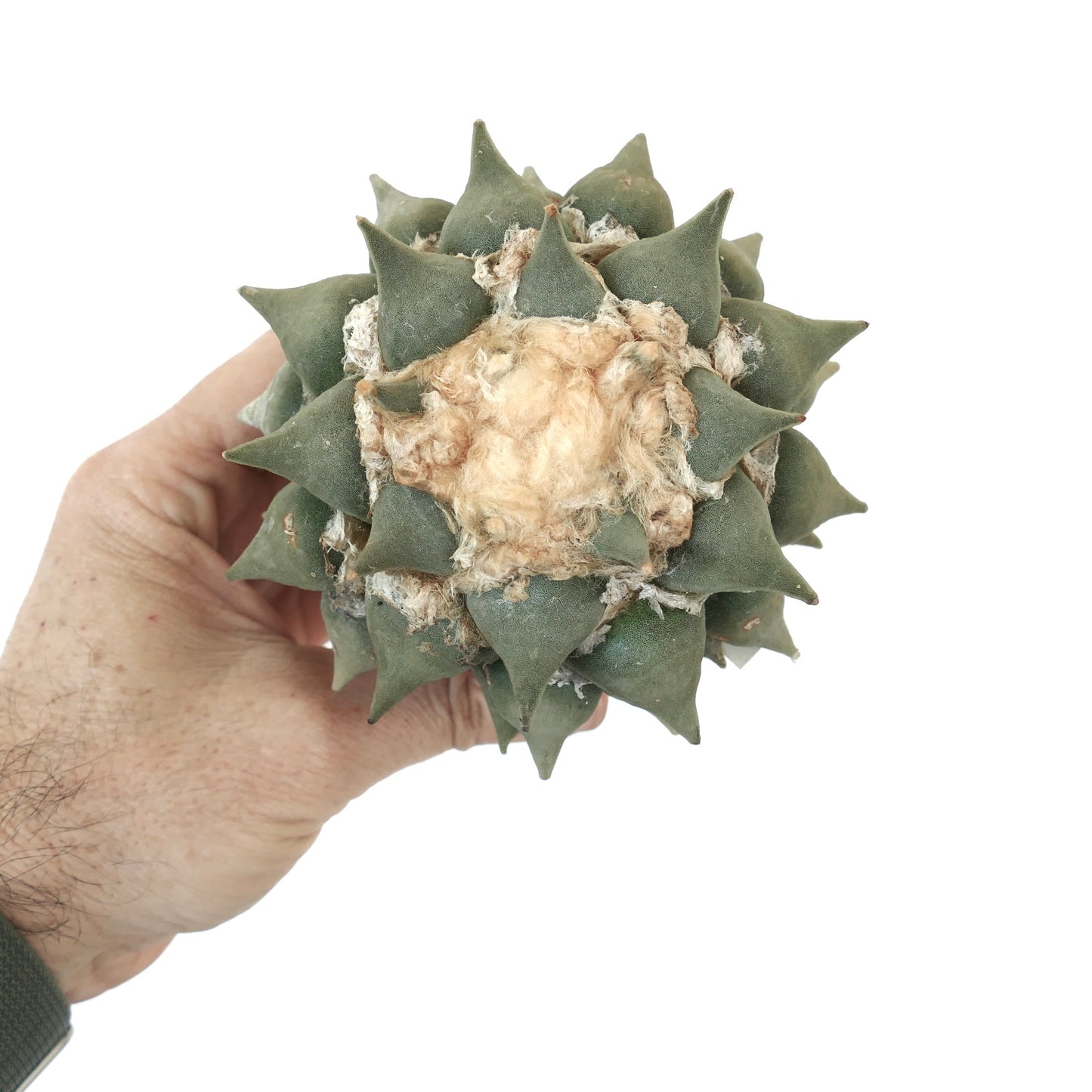 Ariocarpus retusus raro cacto suculento com tubérculos verdes grossos e centro lanoso segurado na mão