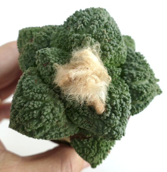 Ariocarpus fissuratus cv GODZILLA raro cactus suculento con tubérculos verdes texturizados y centro lanoso