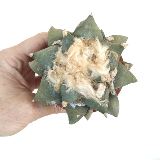Ariocarpus retusus succulent cactus with thick green tubercles and woolly center held in hand