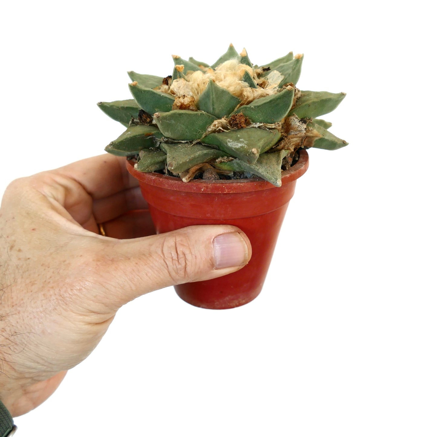 厚みのある緑色のこぶと綿毛のある中心を持つアリオカルプス・レトゥスス多肉植物サボテン、小さな鉢入り