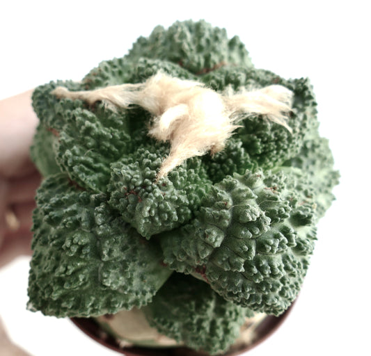 Ariocarpus cv GODZILLA CLONE succulent cactus with textured green tubercles and woolly center tuft