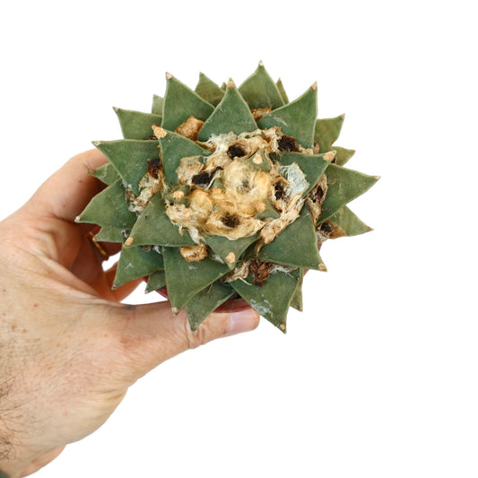 Ariocarpus retusus succulent cactus with thick triangular leaves and woolly center growth