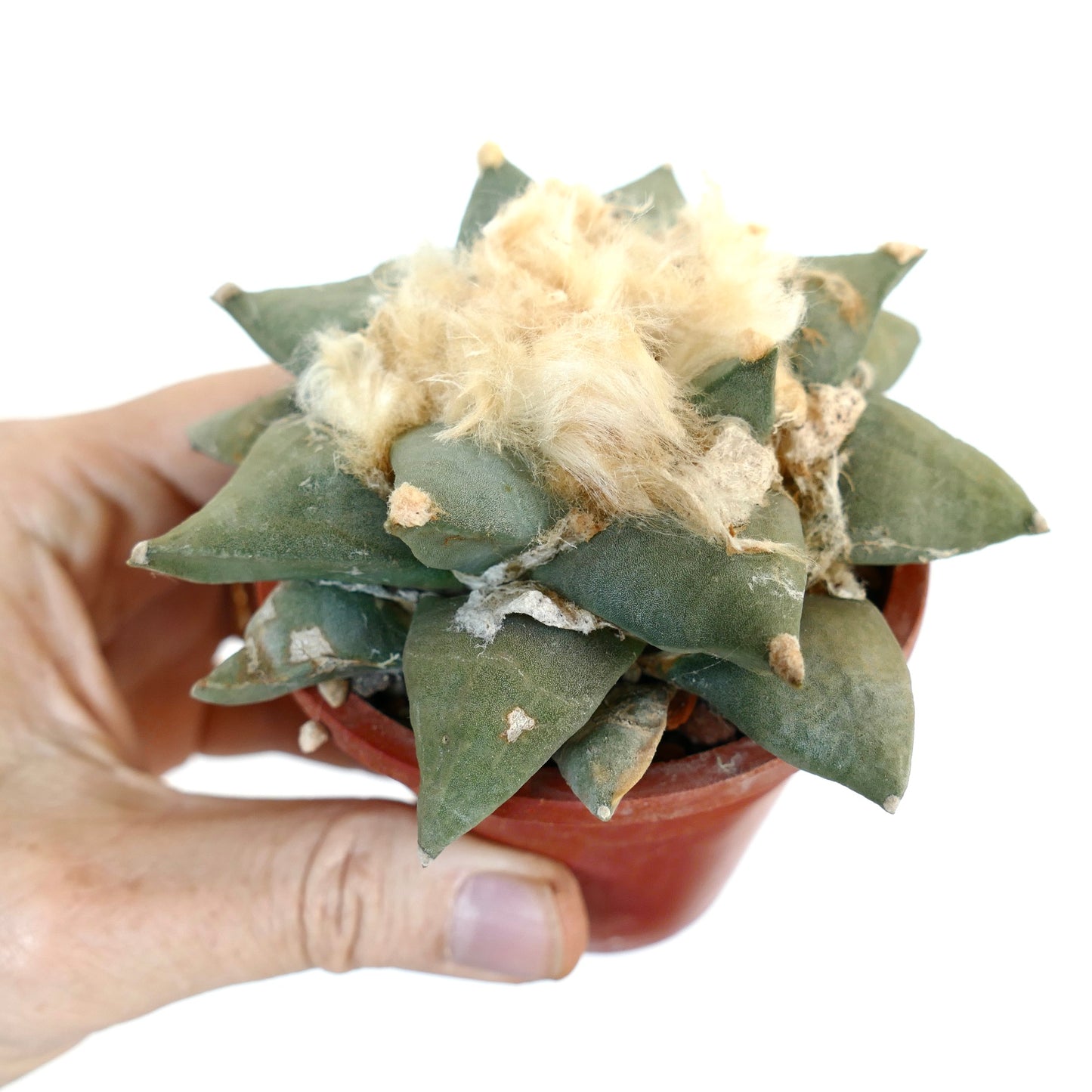 อาริโอคาร์ปัส เรทูซัส กระบองเพชรอวบน้ำที่มีตุ่มเขียวหนาและกระจุกขนวูลสีครีมหนาแน่น