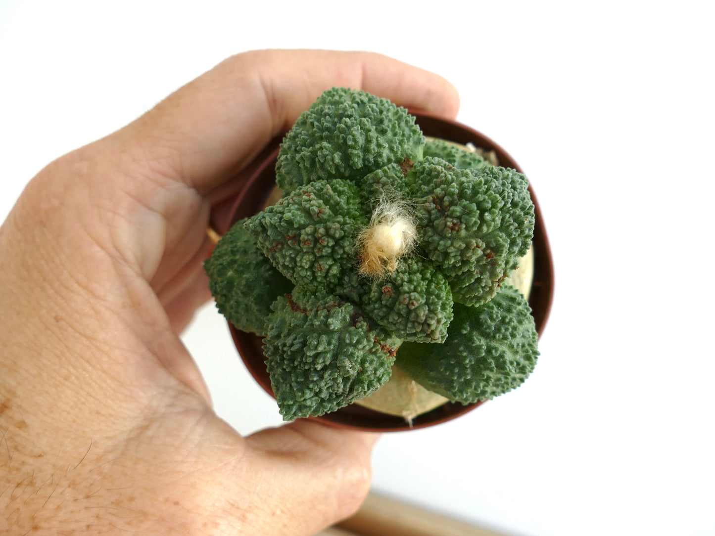 Ariocarpus fissuratus cv GODZILLA suculenta rara con textura, cactus con tubérculos densos y centro lanoso