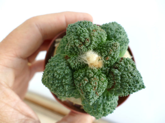 Ariocarpus fissuratus cv GODZILLA suculenta rara con textura y cactus con mechón lanoso en el centro