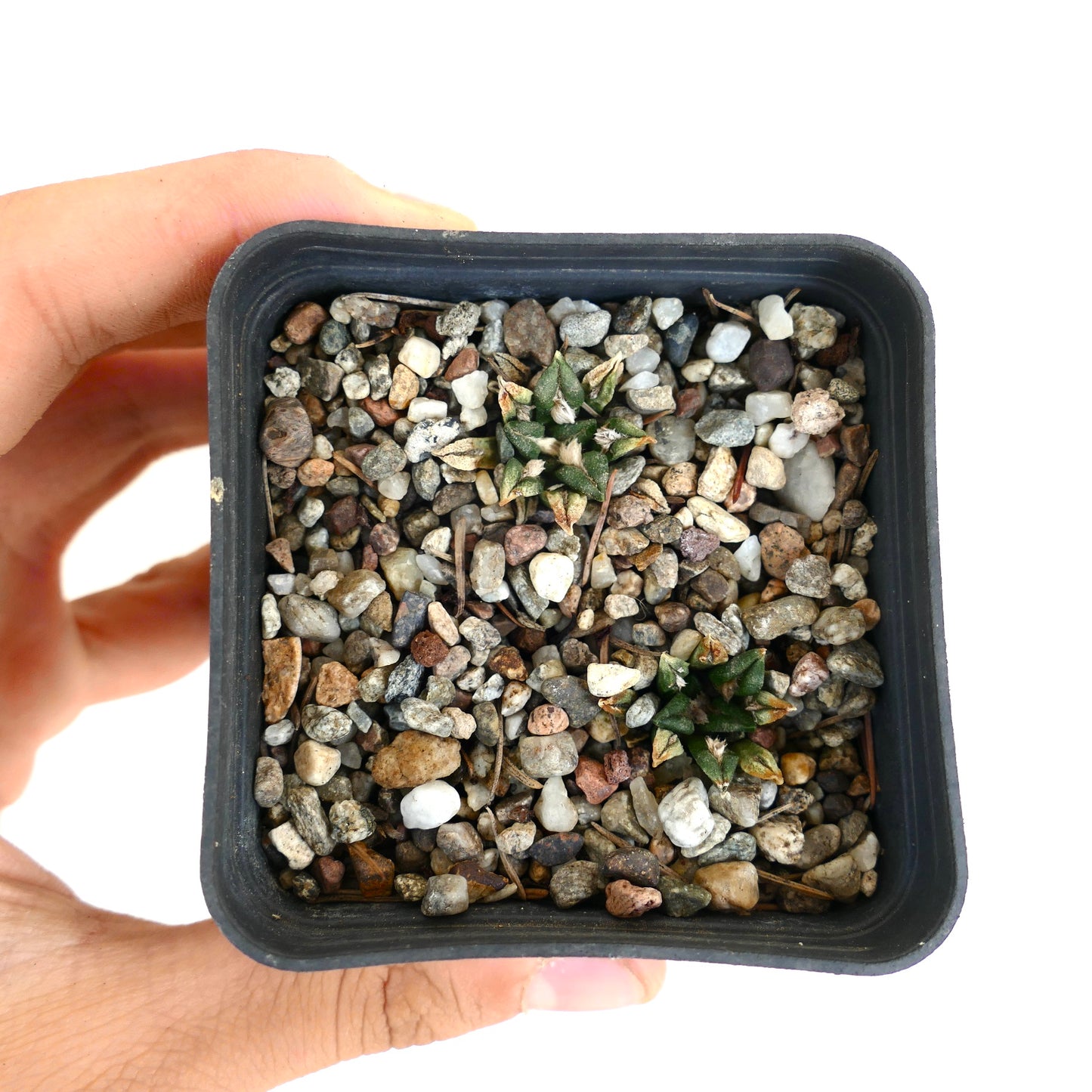 Ariocarpus kotschoubeyanus var. macdowelli petit cactus succulent avec tubercules verts en forme d’étoile dans un pot de gravier