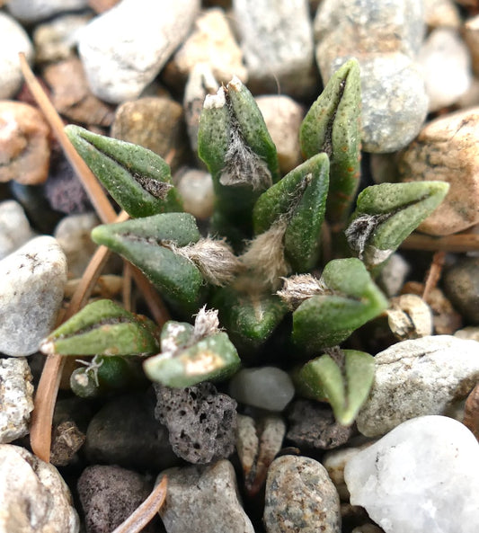 Ariocarpus kotschoubeyanus small green succulent cactus with woolly areoles and textured surface