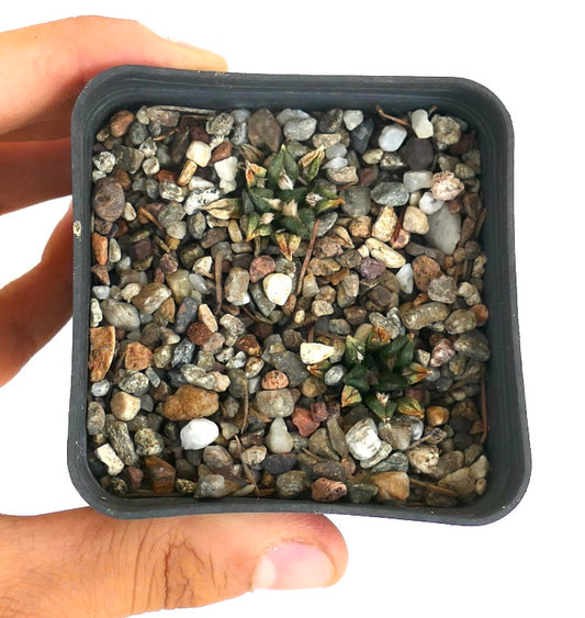 Ariocarpus kotschoubeyanus var. macdowelli small rare succulent cactus with textured green tubercles in rocky soil