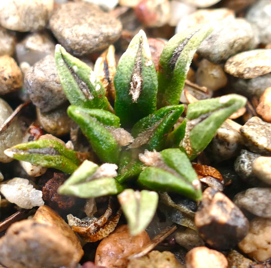 Ariocarpus kotschoubeyanus small succulent cactus with green textured leaves and dark markings