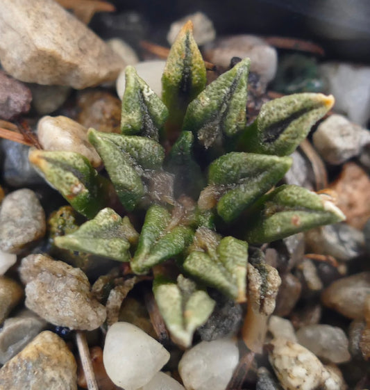 Ariocarpus kotschoubeyanus pequeño cactus suculento con hojas verdes triangulares y marcas oscuras