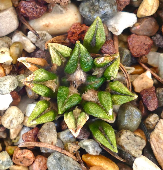 Ariocarpus kotschoubeyanus small succulent cactus with textured green triangular tubercles