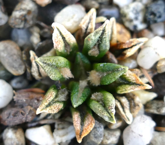 Ariocarpus kotschoubeyanus pequeño cactus suculento con tubérculos puntiagudos verdes y beige sobre suelo rocoso