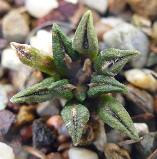 Ariocarpus kotschoubeyanus small succulent cactus with textured green leaves and dark central grooves