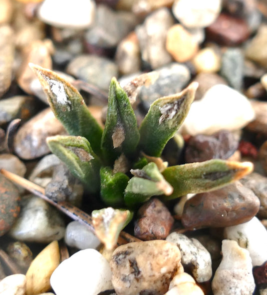 Ariocarpus kotschoubeyanus small succulent cactus with green fleshy leaves and rocky soil background