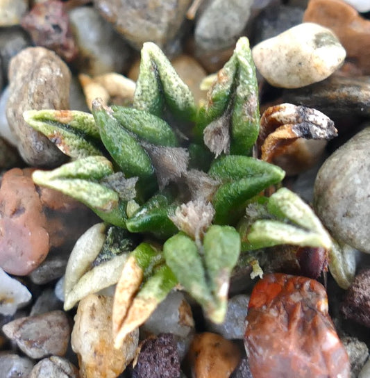 Ariocarpus kotschoubeyanus pequeño cactus suculento con tubérculos verdes texturizados y fondo de suelo rocoso