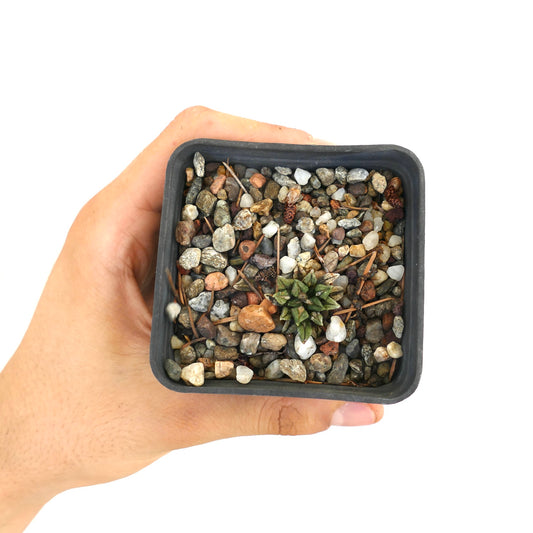 Ariocarpus kotschoubeyanus small green succulent cactus with textured triangular tubercles in pot