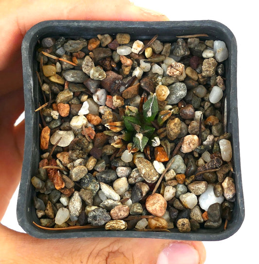 Ariocarpus kotschoubeyanus small green succulent cactus with textured leaves in gravel pot