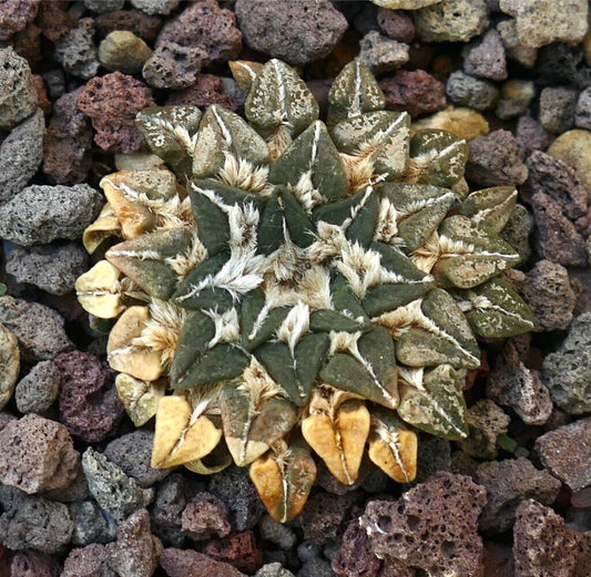 Ariocarpuus kotschoubeyanus (Tanquecillos, Nuevo Leon MEXICO) L73
