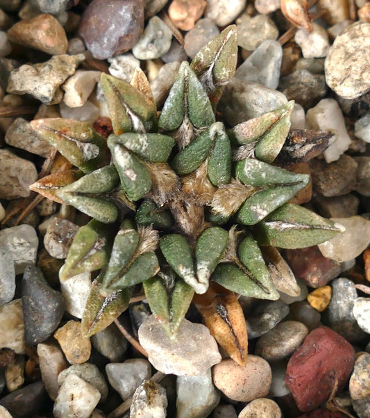 Ariocarpus kotschoubeyanus succulent cactus with triangular green tubercles and woolly areoles on gravel
