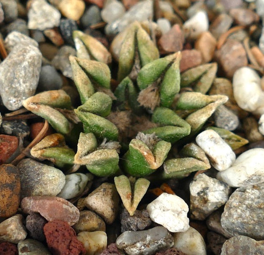 Ariocarpus kotschoubeyanus elephantidens rare succulent cactus with textured green tubercles among gravel