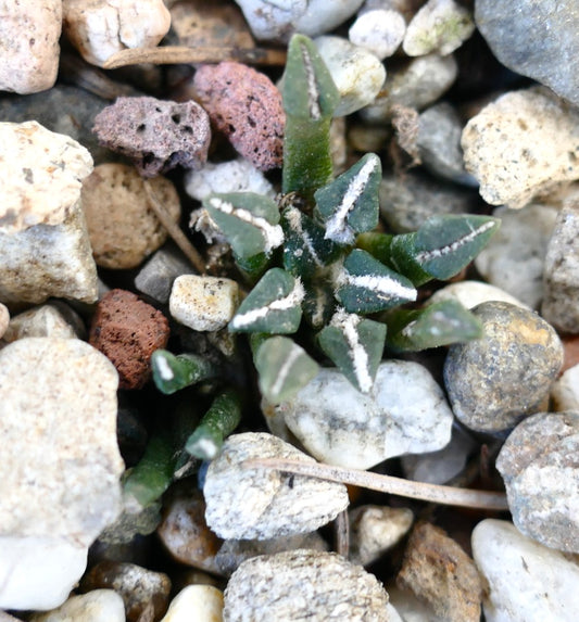Ariocarpus kotschoubeyanus var. macdowelli rare small succulent cactus with white markings and triangular leaves