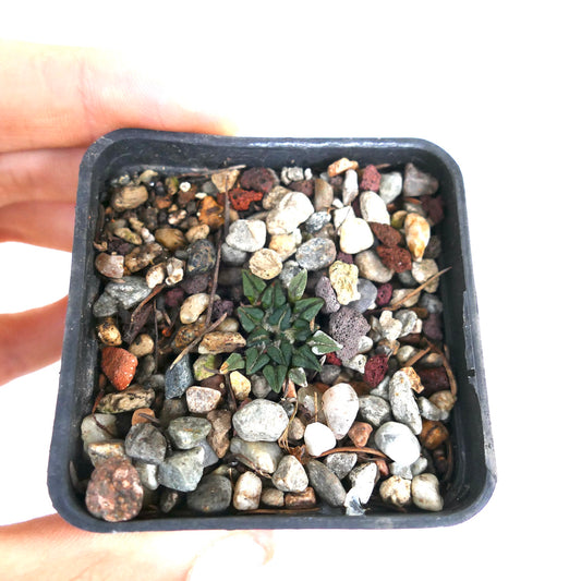 Ariocarpus kotschoubeyanus small green succulent cactus with textured triangular tubercles in pot