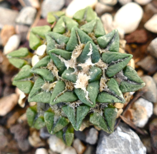 Ariocarpus kotschoubeyanus sladkovskyi rare green succulent cactus with textured triangular tubercles