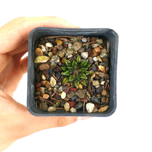 Ariocarpus kotschoubeyanus sladkovskyi small green succulent cactus with pointed tubercles in gravel pot