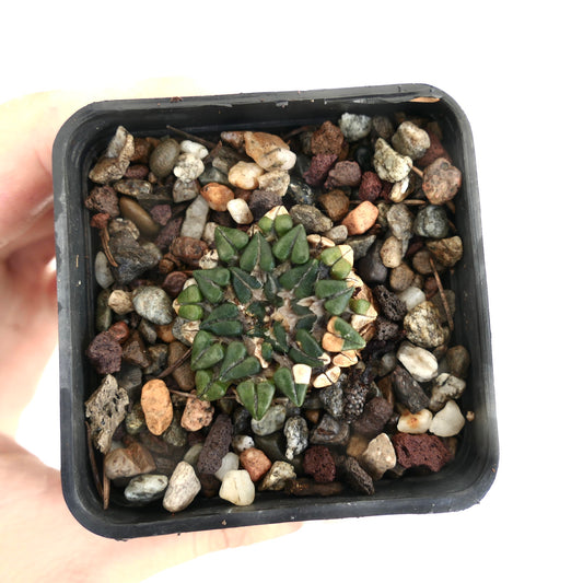 Ariocarpus kotschoubeyanus var. sladkovskyi rare small succulent cactus with triangular tubercles and textured surface