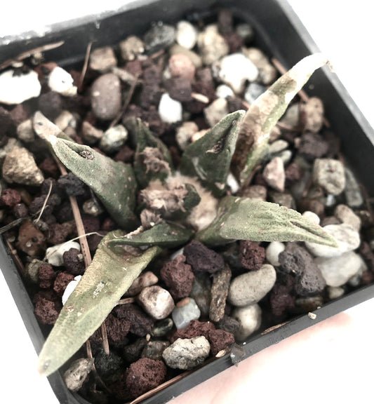 Ariocarpus agavoides X bravoanus small succulent cactus with rough textured green leaves in rocky soil