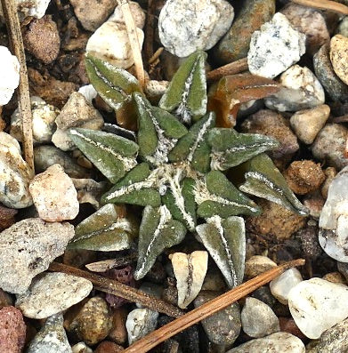 Ariocarpus kotschoubeyanus subsp. sladkovskyi small succulent cactus with star-shaped green tubercles and white woolly edges