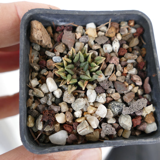 Ariocarpus kotschoubeyanus var. macdowelli small succulent cactus with green triangular tubercles in gravel pot